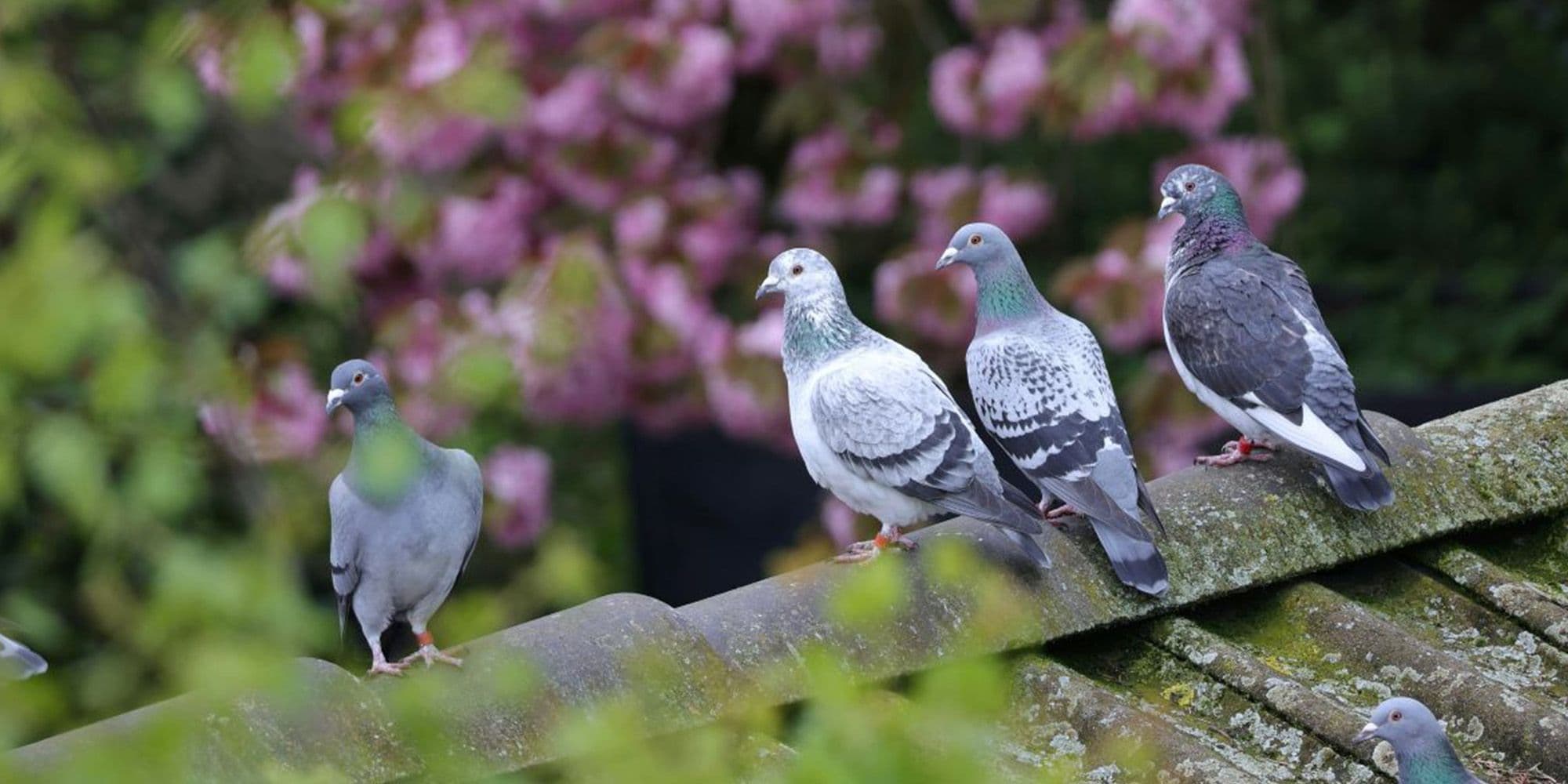 Et si les pigeons étaient les meilleurs indicateurs de la qualité urbaine ?